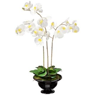 Triple White Moth Orchids in Black Pot   #W9847