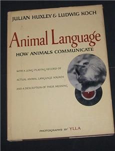 Animal Language Communication YLLA Photography Huxley Husky