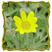 Oregon Sunshine Jumbo Wildflower Seed Packet 1750