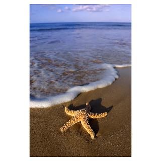 Starfish Posters & Prints