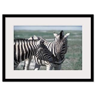 Burchells Zebras, Equus burchellii, rubbing noses. Framed Print