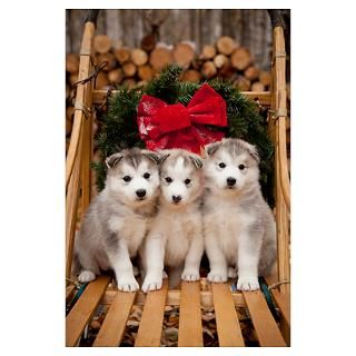 Siberian Husky puppies in traditional wooden dog s Poster