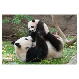 Wall Art  Posters  Giant Panda (Ailuropoda