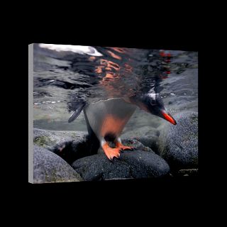 Gentoo Penguin, Port Lockroy, Antarctica  National Geographic Art