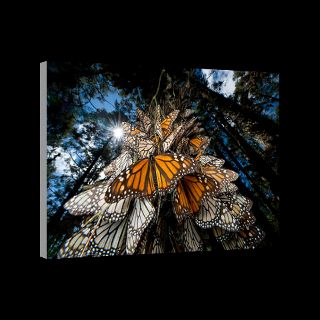 National Geographic Art Store  2012_01_11 048  Sierra Chincua