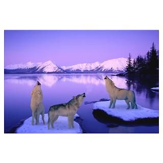 Wall Art  Posters  Group of Howling Wolves Winter