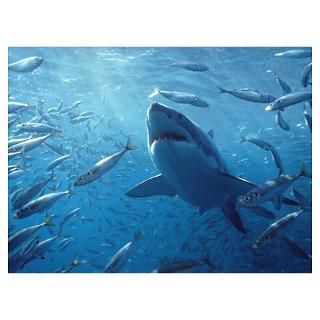 Wall Art  Posters  Great White Shark with schooling