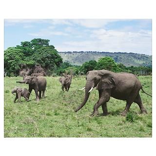 Wall Art  Posters  ELEPHANT FAMILY Poster
