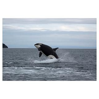 Wall Art  Posters   Whale (Orca) Poster