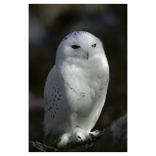 Wall Art  Posters  Close up of a Snowy Owl Poster