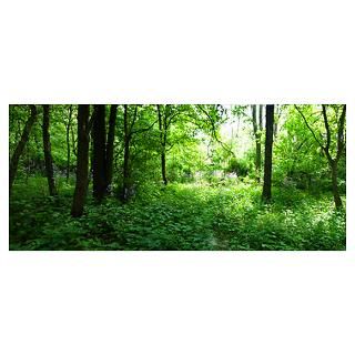 Wall Art  Posters  Panorama of forest with green