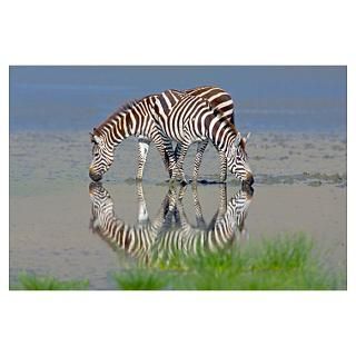 Wall Art  Posters  Two zebras drinking water from a
