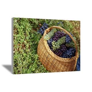 GRAPES AFTER HARVEST, KORCULA ISLAND, CROATIA