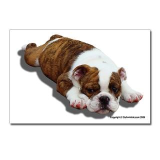 Bulldog Puppy Postcards (Package of 8)  Bulldog Postcards  The