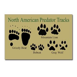 Predator Tracks Postcards (Package of 8)  Beartrackers Animal Tracks