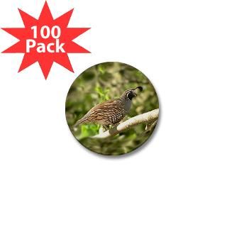 california quail mini button 100 pack $ 82 99