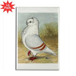 Old German Owl Pigeon  Diane Jacky On Line Catalog