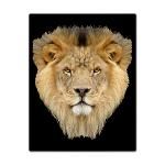 african lion twin duvet $ 154 99