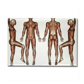 magnet 10 pack $ 23 29 muscle chart rectangle magnet 100 pack $ 165 49