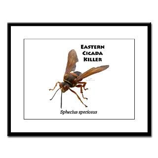 Cicada Killers  Show Me Joes Nature Shop
