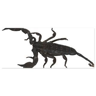 Scorpion Invitations  Scorpion Invitation Templates  Personalize