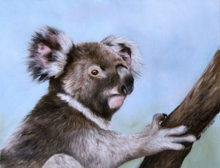 Koala Sarah Stribbling Original Oil Painting