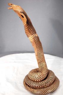 Thai Cobra Taxidermy Huge Snake Very RARE Limited