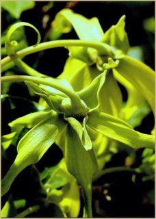 Ylang Ylang Tree Canaga Odorata Chanel 5 Organically Grown Tropical