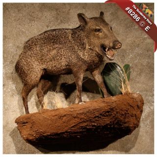 8286 E Javelina Life Size Wall Taxidermy Mount Shoulder Boar Peccary