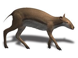 Leptomeryx Deer Jaw Sections Fossil 30 MYO
