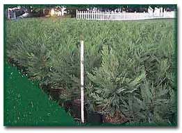 You are buying case of 25 Leyland Cypress trees, that have full root