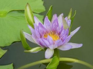 Blue Nang Kwag Water Lily Pond Plants Free Document