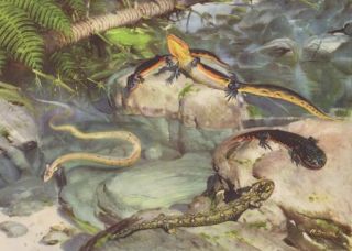 Prehistoric Salamanders Lizards Crocodile Snakes Color Print Z Burian