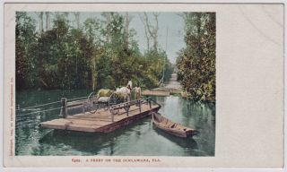 1902 Rope Ferry on The Ocklawaha River FL Florida Detroit Photographic