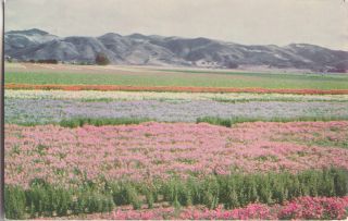 Postcard 119799 Lompoc and Santa Maria Valleys Flower Seeds Union Oil