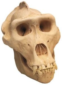 Lowland Gorilla Skull Full Scale Model Replica w Stand