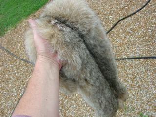 Canadian Lynx Pelt Huge Skin Tan Hide Winter Prime Fur