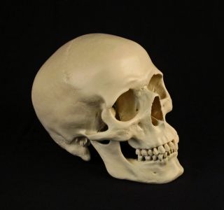 Human Skull Adult