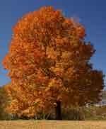 Sugar Maple Trees  Fall Color