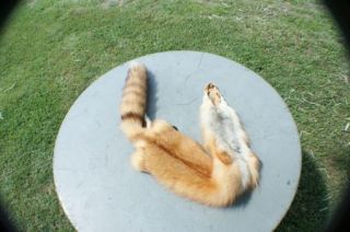 Wild Red Fox Pelt Tanned Trapper Fur Skin Hide Prefessional Garment