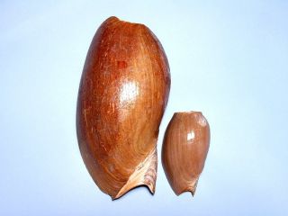 Shells Volute Cymbium Marmoratum 141 5 65mm Grade F2 Size Variations