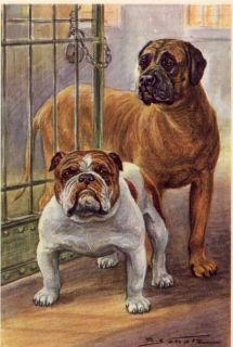English Bulldog and Mastiff Matted Dog Print German