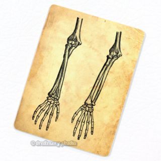 Arms & Hands Deco Magnet; Vintage Anatomy Medical Illustration Fridge