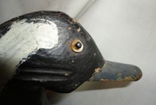 Early Period and Vintage Wood Blue Bill Black Head Duck Decoy Glass