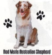 red merle australian shepherd