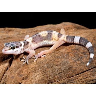 Geckos for Sale  Leopard Gecko