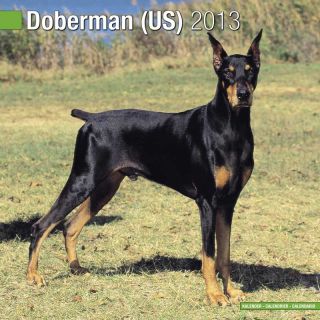 Kalender 2013 Dobermann (US)