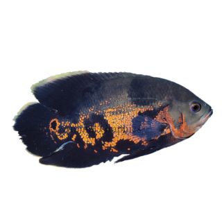Tiger Oscar Cichlid   Fish   Live Pet