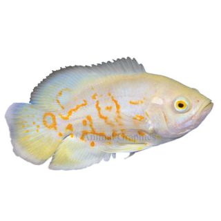 South American Cichlids for Sale   Live Exotic Pet Fish