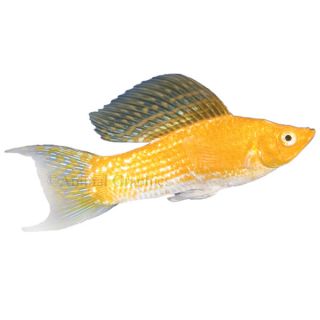 Cremecicle Lyretail Molly   Tropical   Fish